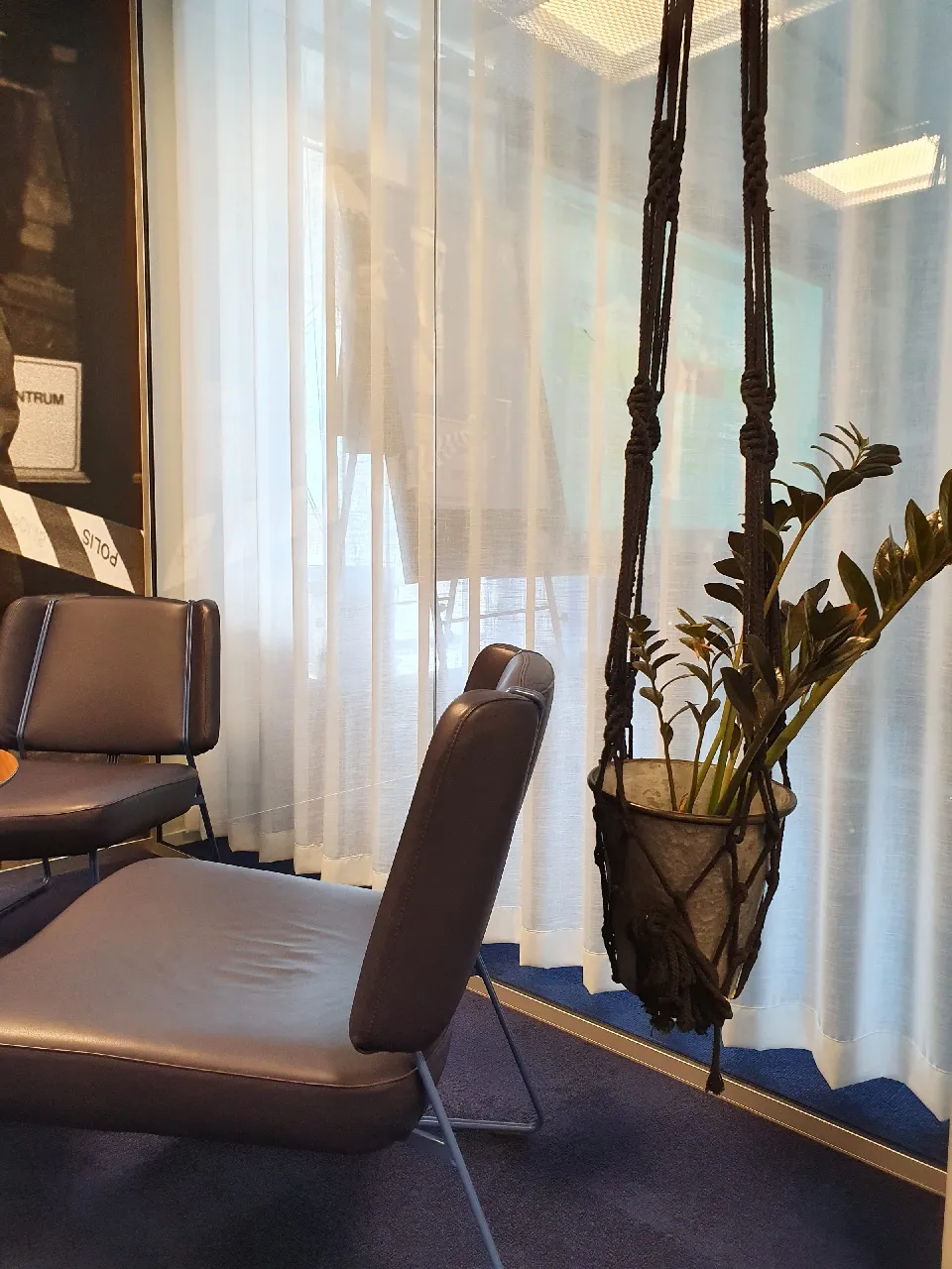Krukväxt och fåtöljer framför ljusa gardiner